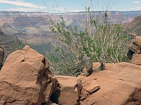 grand canyon rive sud (70).JPG